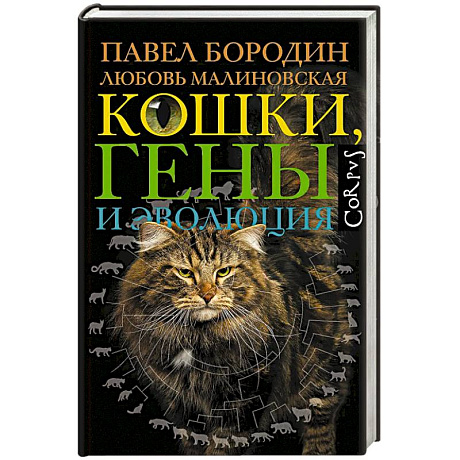 Фото Кошки, гены и эволюция
