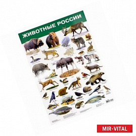 Плакат 'Животные России'