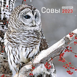 Совы. Календарь настенный на 2023 год