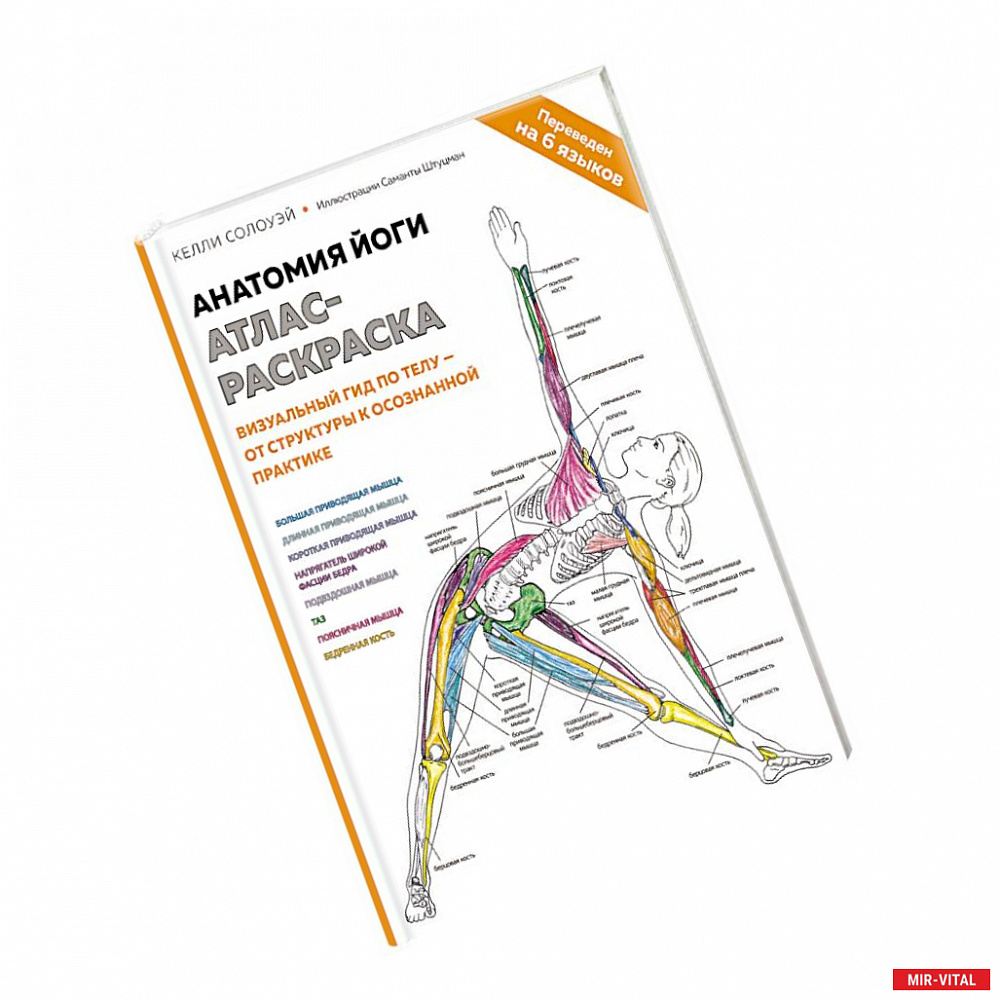 Фото Анатомия йоги: атлас-раскраска. Визуальный гид по телу — от структуры к осознанной практике