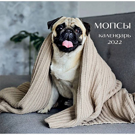 Мопсы (фото). Календарь настенный на 2022 год