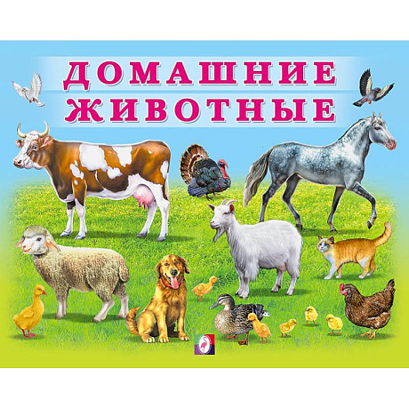 Фото УМ. Домашние животные