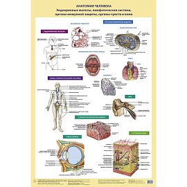 Анатомия человека. Эндокринные железы, лимфатическая система, органы иммунной защиты, органы чувств и кожа (в тубусе)