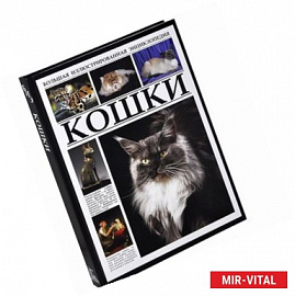 Кошки