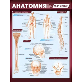 Анатомия. Самая компактная анатомическая таблица