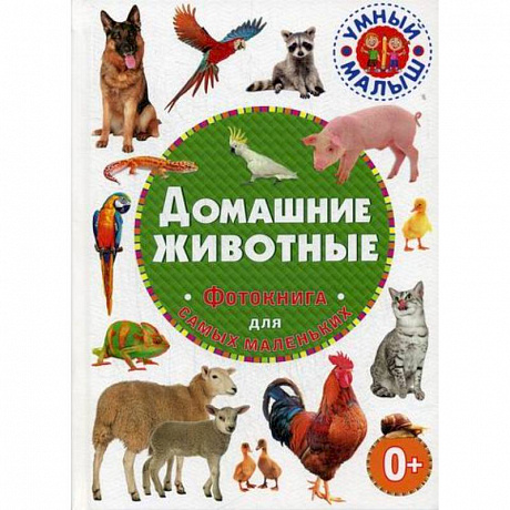 Фото Домашние животные