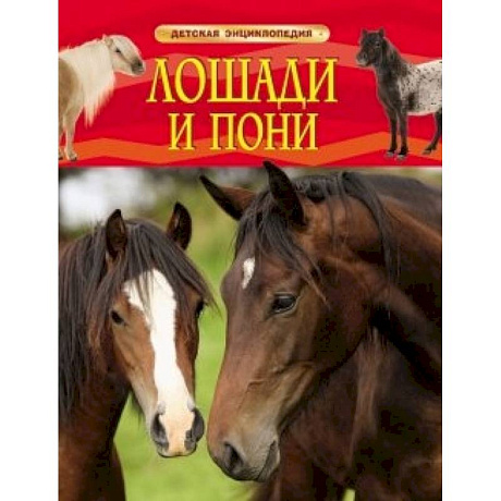 Фото Лошади и пони