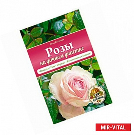Розы на дачном участке