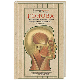 Голова. Строение человеческой головы и отправления важнейших её органов