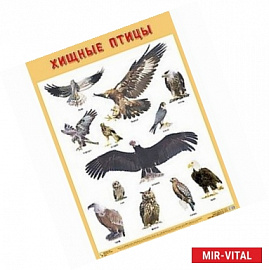 Плакат ' Хищные птицы'