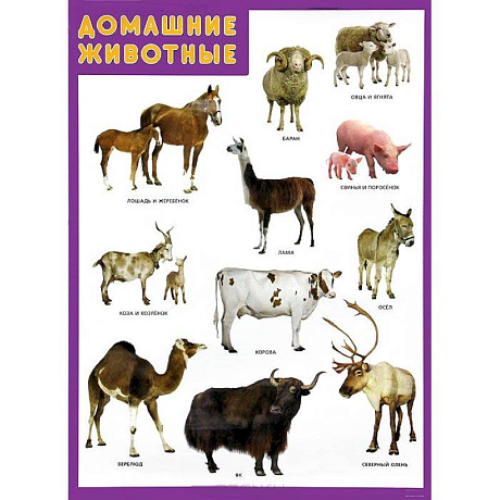 Фото Домашние животные. Плакат